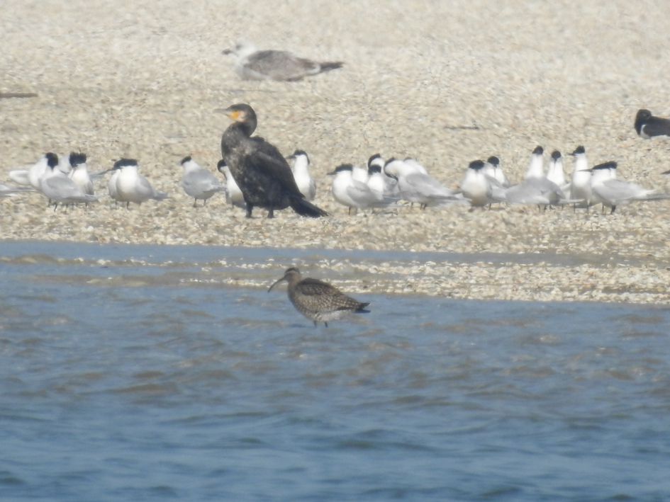 Is dit een regenwulp?